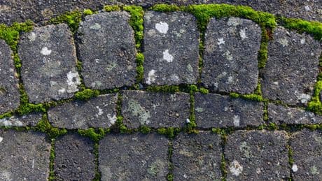 Grünbelag auf Pflastersteinen? Dieses Hausmittel hilft sofort