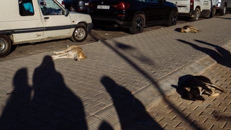 Person dies from rabies in Yorkshire after contact with dog in Morocco