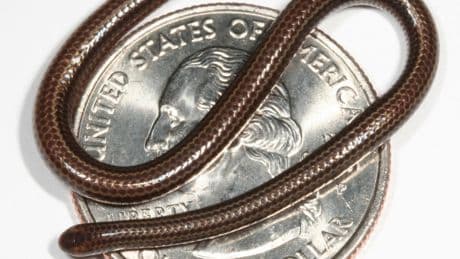 Mysterious record-breaking snake that vanished for DECADES finally found after creature spotted ‘hiding under a rock’