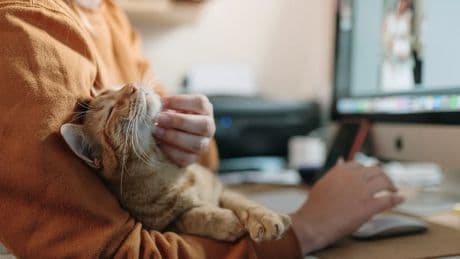 Tener mascotas puede ser tan bueno para la salud mental como una pareja: las claves de un estudio