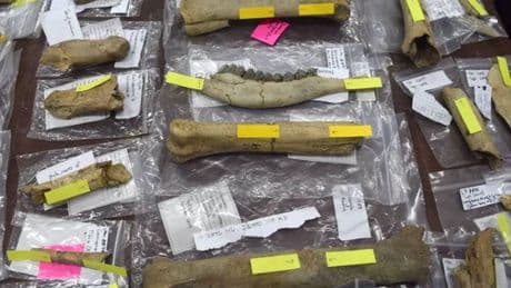 Un estudio muestra evidencia humana en Eurasia mucho antes de lo que se creía