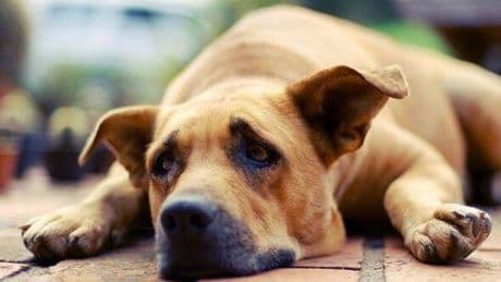 Vital 'five-second rule' every dog owner needs to know in a heatwave