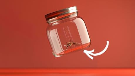 Mückenatlas für Deutschland: Wie er jedem Bürger hilft