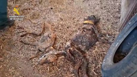 Encontrados 32 perros muertos por inanición en una finca de un pueblo de Badajoz