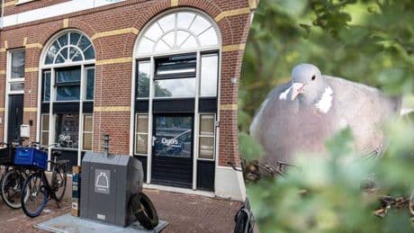 Knallende ruzie in Amsterdamse yuppenbuurt om ’luidruchtige’ crèche met cruciale rol voor duivenei: ’Ik ben bang dat er straks iets ergs gebeurt’