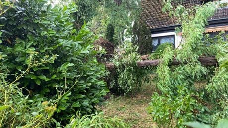 Unwetter in Berlin: Tausende Bäume beschädigt – Tegeler Forst vorerst gesperrt