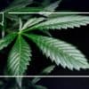 Bloomwell-Gründer: Cannabis-Pläne sind "Rückschritt in die analoge Steinzeit"