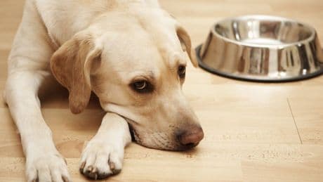 People are getting salmonella from dog treats in Canada