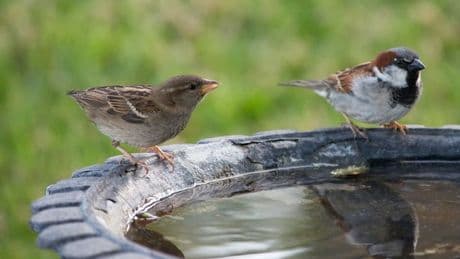 Met Office urges Brits to leave out one item for birds this week