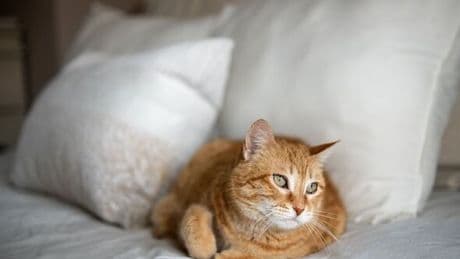 Vet says every pet owner should know symptoms of summer condition