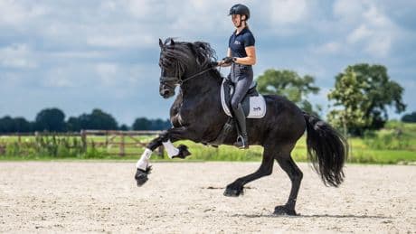 Friese paarden gewild: ’We gaan de hele wereld over, zelfs acteur Keanu Reeves ontmoet’