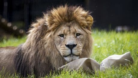 Woman's 'arm severed after being mauled by lion' in Australian zoo