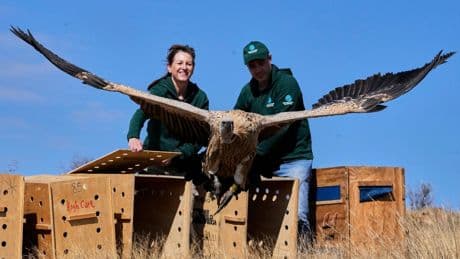 Conservationists release rehabilitated vultures back into the wild on South African mountain