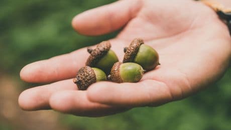 So THAT's Why There Are So Many Acorns This Year