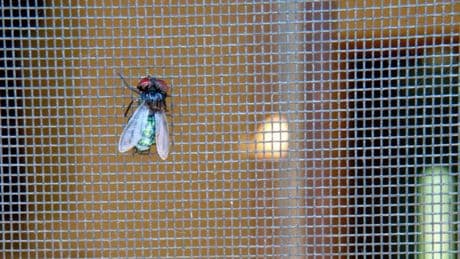 Reißverschluss-Pflicht am Fliegengitter – ein Symbol für sinnlose deutsche Regelkunst
