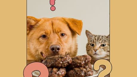 Pets, Like Dogs and Cats, Have an Environmental Cost. Here’s How to Lessen It.