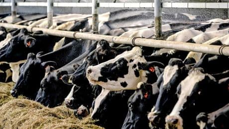 Brussel komt boeren tegemoet: mes gaat in Europese bemoeienis en ’ploeggekte’ moet stoppen