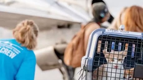 Animals impacted by deadly Texas floods get private flight to safety to find new homes