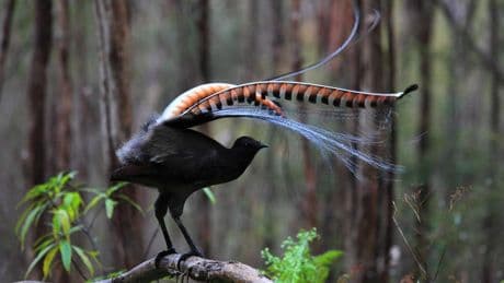 Meet The Australian Bird Whose Tail Is Prettier Than A Peacock’s. Hint: It’s Also One Of The Most Unique Singers
