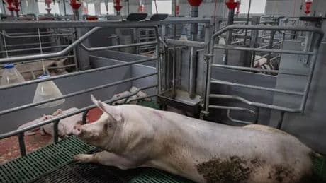 Farmer's horrifying death after being eaten by his own pigs with only his dentures left behind