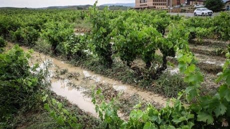 La tormenta histórica del viernes daña 2.900 hectáreas de viñedo y cereal en Álava