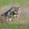 Als er genoeg wild is, staan grote grazers en schapen niet op het menu van de wolf