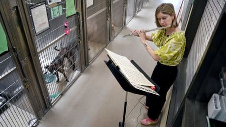 Volunteers use the universal language of music to soothe stressed shelter animals