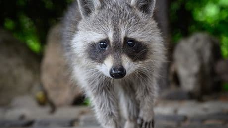 Invasive Arten: Biologen fordern Jagd auf Waschbären