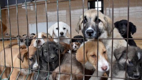 ‘Katliam yasasının’ birinci yılı | Barınak yok, köpekler ölüme terk ediliyor