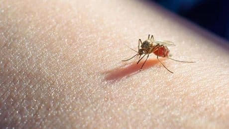 Un caso de malaria cambia el protocolo de seguridad en el Virgen del Rocío de Sevilla