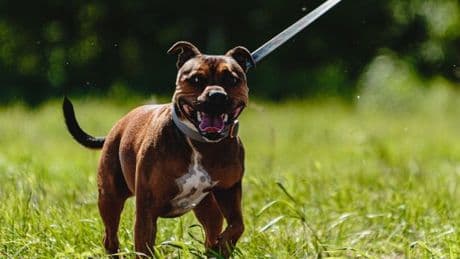 BREAKING: Oswaldtwistle dog attack on boy as Staffie and Pocket Bully type breeds seized