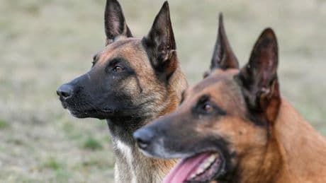 Rettungshunde: Hunde erschnüffeln zwei vermisste Seniorinnen