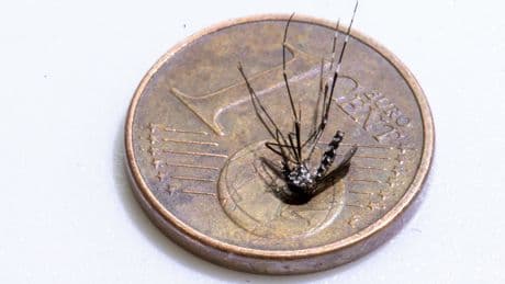 Infektionen | Tigermücken mit Virus im Gepäck