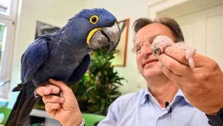 Kleine Papageien: So klein, so hungrig: Hyazinth-Ara wird per Hand aufgezogen