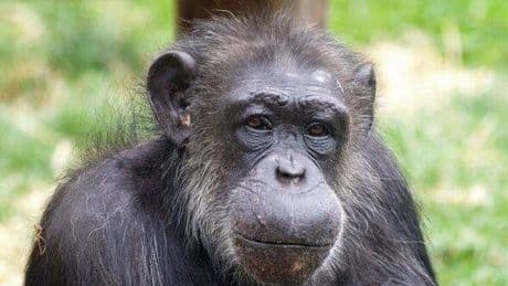 Tragic life of last PG Tips chimpanzee from poaching injuries to heartbreaking death