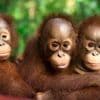 Artenschutz im Alltag: Orang-Utans schützen – vom Frühstück bis zur Fernreise