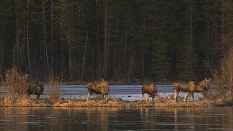 24-hour live coverage of Sweden's epic moose migration draws to a close