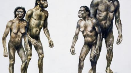 Las proteínas antiguas arrojan luz sobre el misterioso Paranthropus robustus
