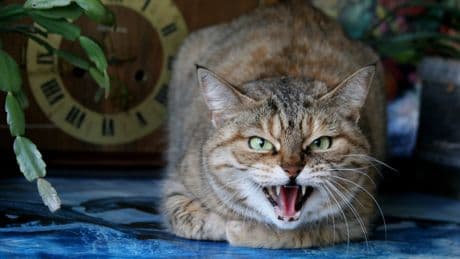 ¿En qué consiste la 'estafa del gato'?