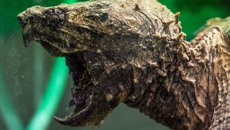 Ausgesetztes Tier: Riesige Schildkröte bei Kanalarbeiten entdeckt