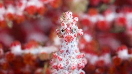 Pazifik: Forscher entschlüsseln Evolution der Zwerg-Seepferdchen