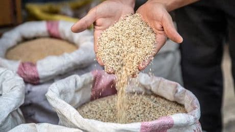 Éthiopie : le sésame, l’“or blanc” qui réactive les tensions dans le Tigré occidental