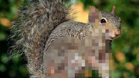 ‘Zombie’ squirrels covered in oozing sores spotted after ‘Frankenstein rabbits’ scare
