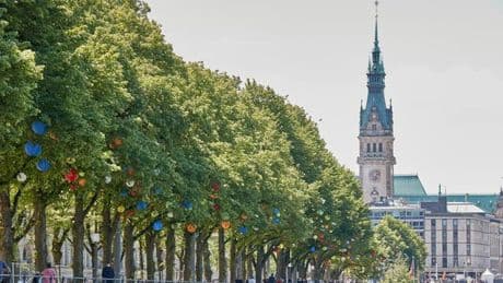 Straßenbäume in Hamburg: "Es macht keinen Sinn mehr, deutsche Eichen in die Stadt zu pflanzen"