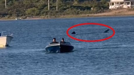 Watch nailbiting moment enormous 20ft shark stalks human prey in terrifying Jaws-like scene…before boat makes hasty exit
