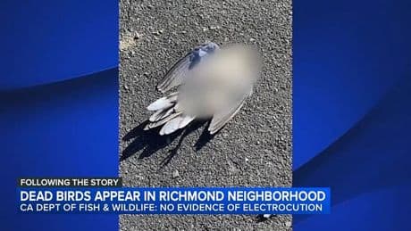 Town horrified by mystery of ‘exploding’ birds found dead in their gardens