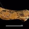 Our ancestors were CANNIBALS: Scientists discover grisly evidence ancient human species ate children 850,000 years ago