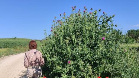 Plantas más altas en esta primavera lluviosa