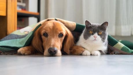Adiós al estrés: suplementos para relajar a perros y gatos en San Juan