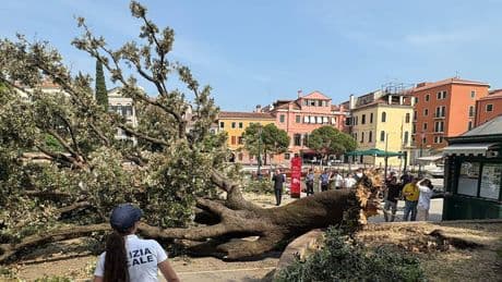 Sie warteten auf den Bus - 10 Verletzte! Baum stürzt in Venedig auf Touristen